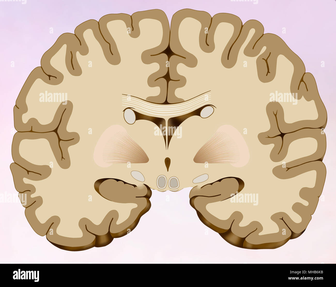 Coronal section of the human brain in which we can see the brain composed of two halves Stock Photo