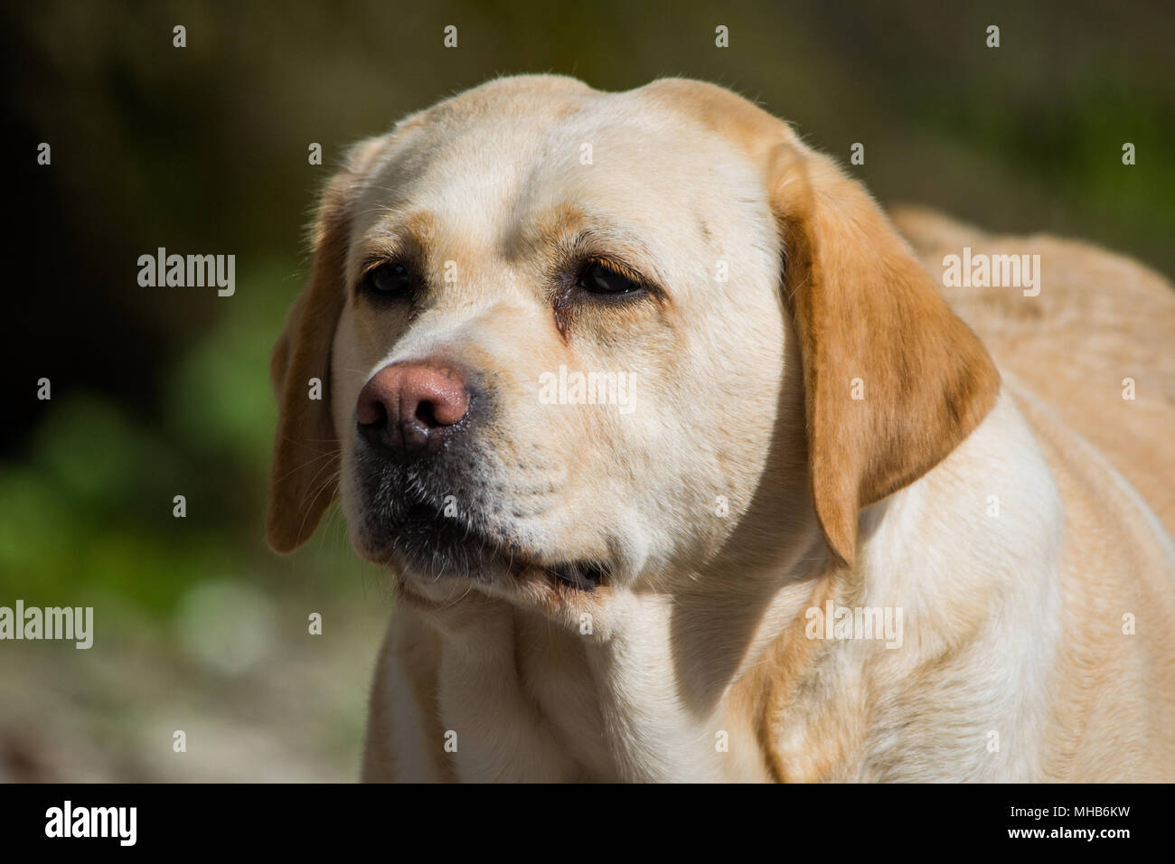 Golden labrador hot sale female