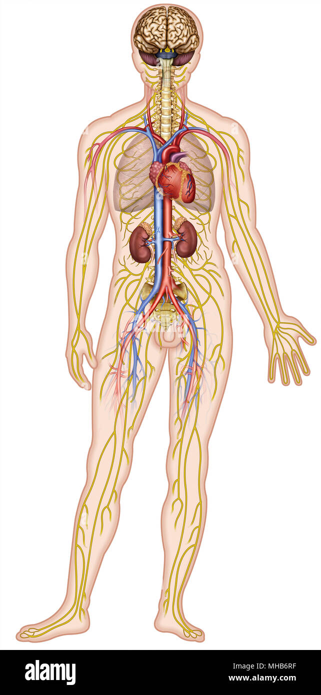 illustration of a human figure with the most important parts of the human body Stock Photo Alamy