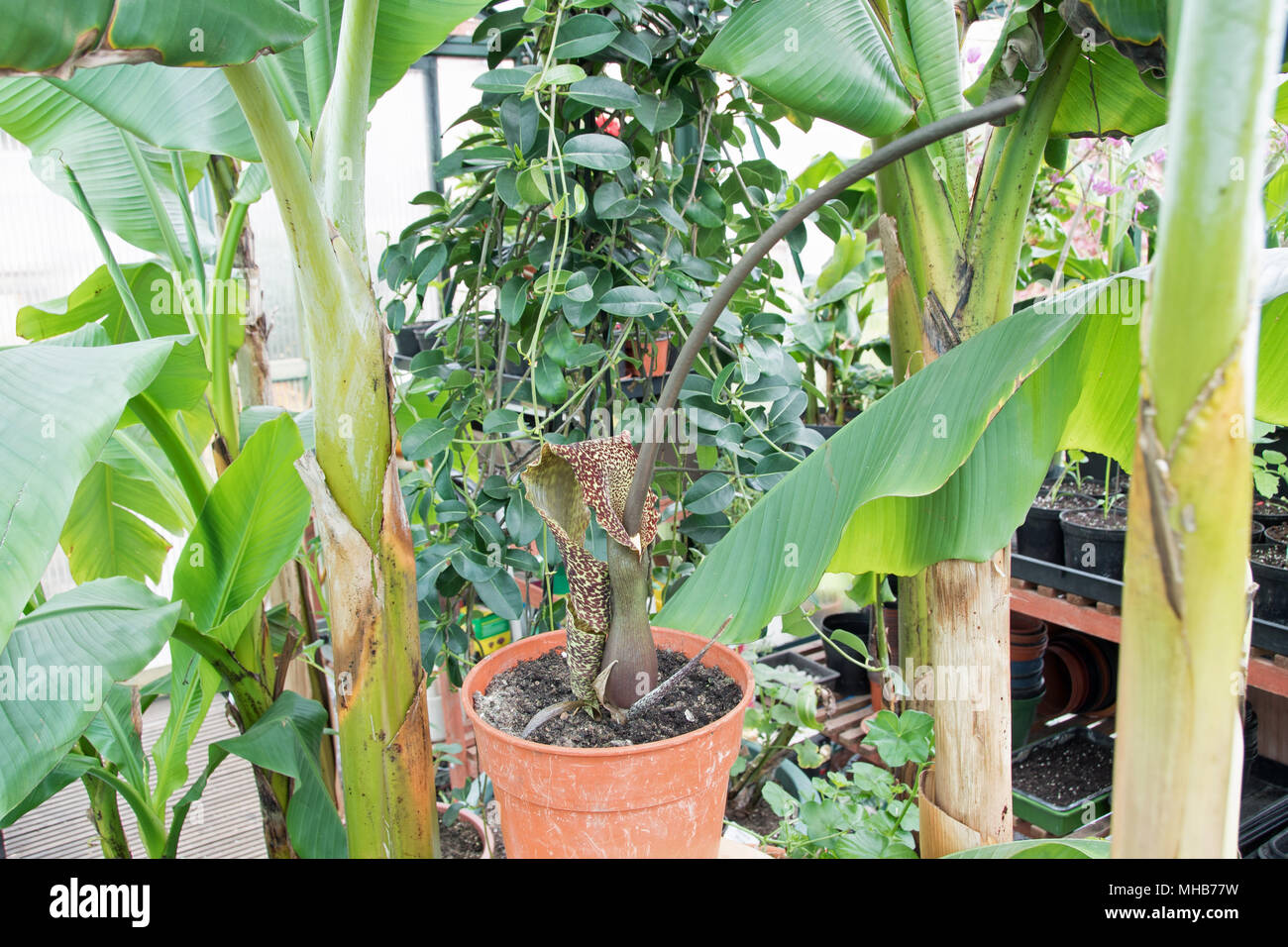 The attractive but evil-smelling voodoo lily, an excellent Christmas present! Stock Photo