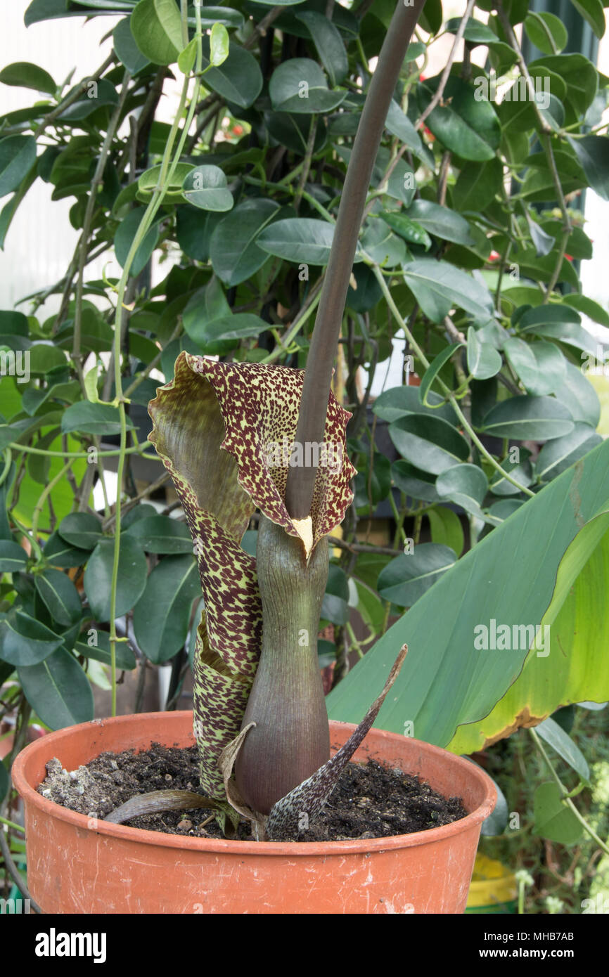 The attractive but evil-smelling voodoo lily, an excellent Christmas present! Stock Photo