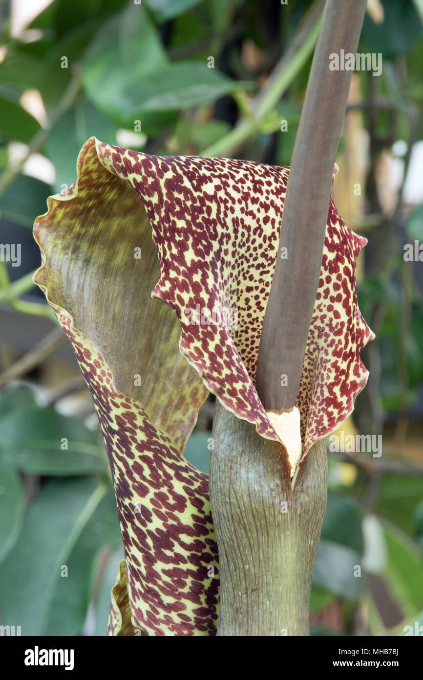 The attractive but evil-smelling voodoo lily, an excellent Christmas present! Stock Photo