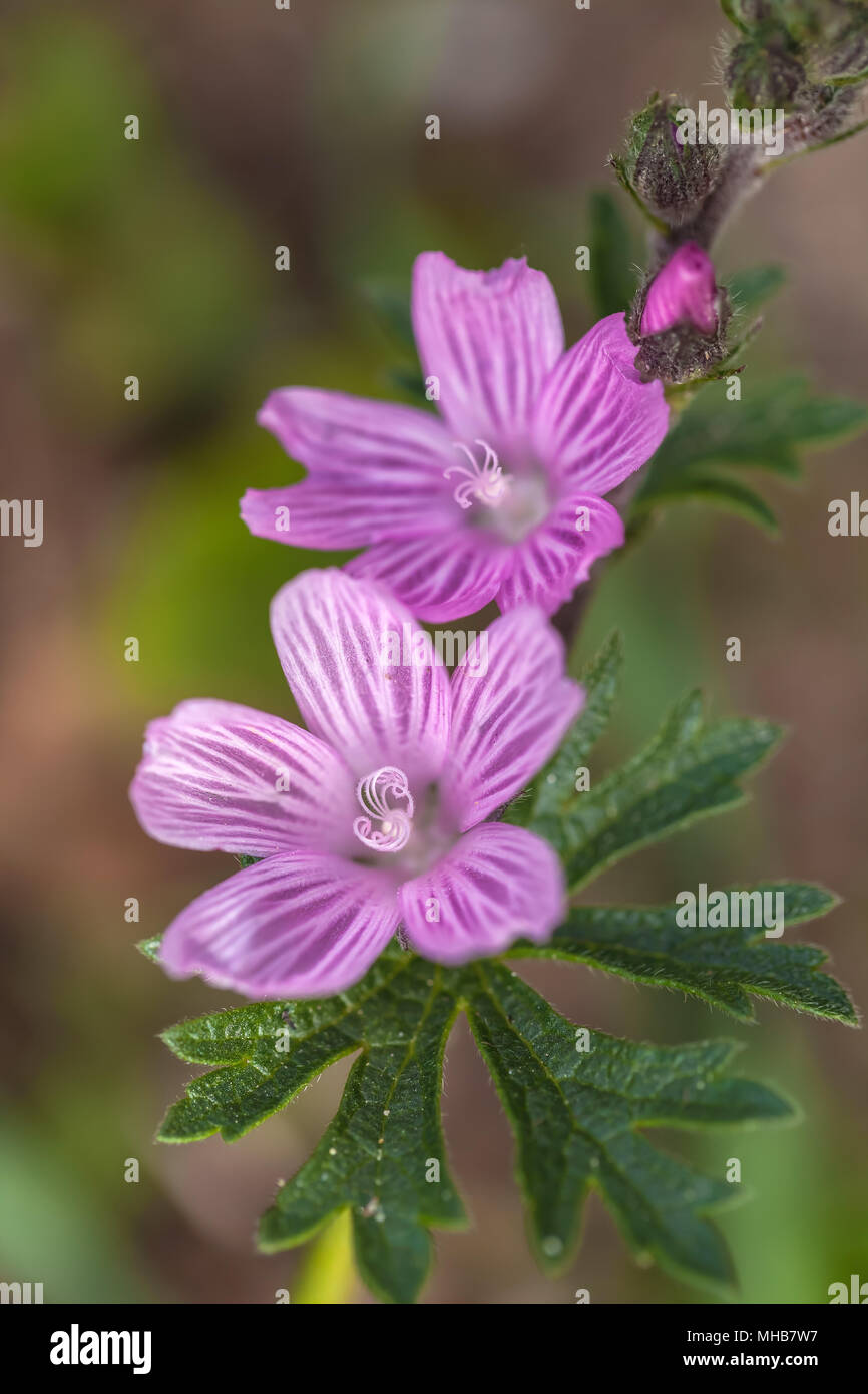 Dwarf checkermallow flowers (Sidalcea malviflora) bloom in early spring  in Point Lobos State Natural Reserve, California, United States. Stock Photo