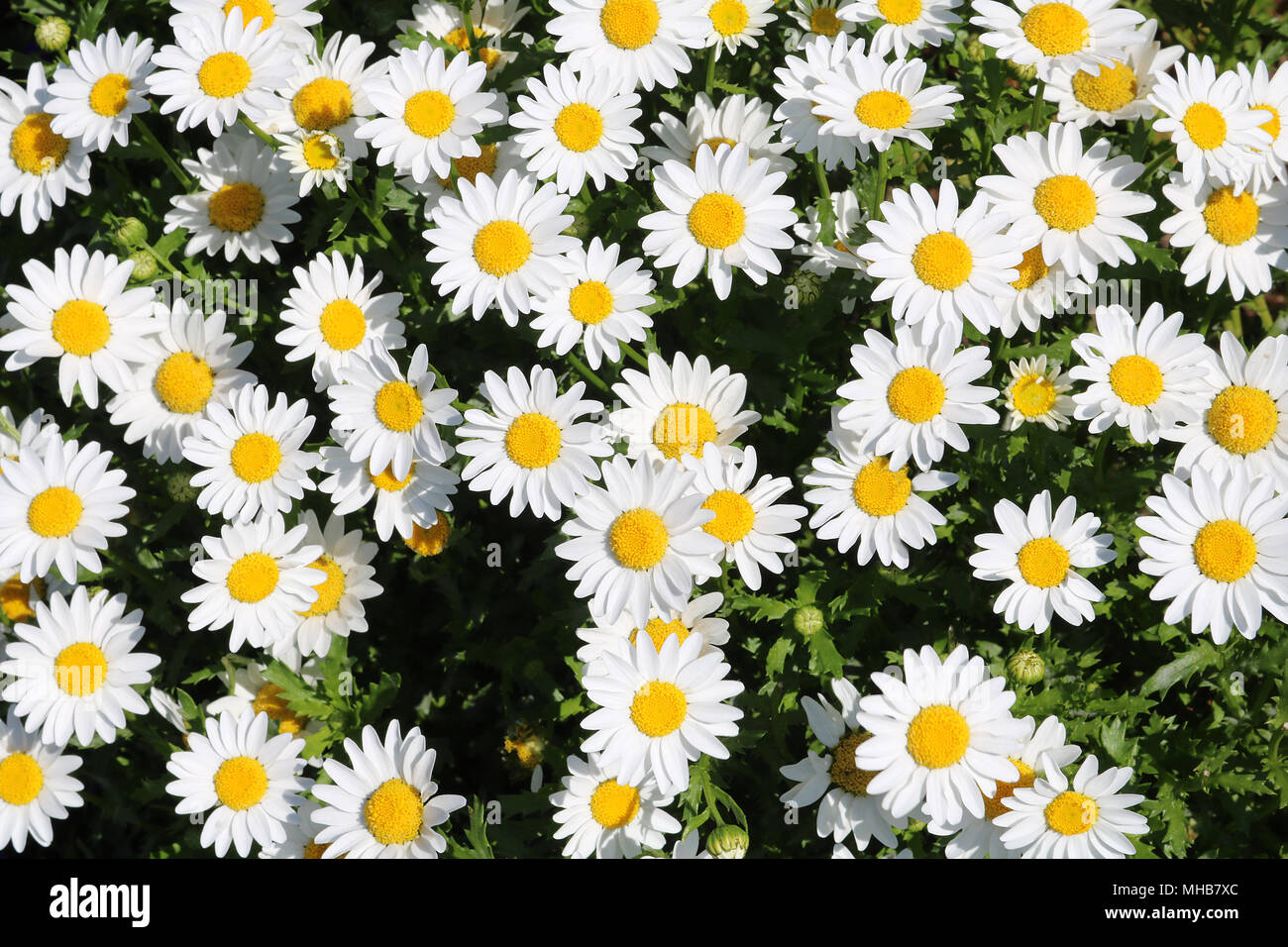 Paris daisy white peddles yellow center Stock Photo - Alamy