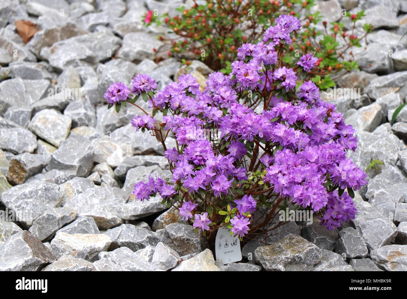Lavish violet azalea bush in stone garden. Stock Photo
