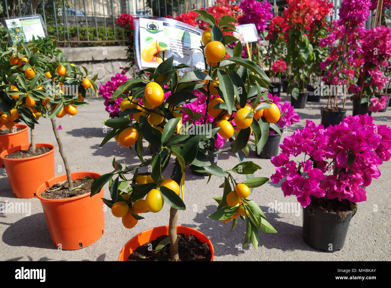 Kumquat trees for sale in pots France 2018 Stock Photo Alamy