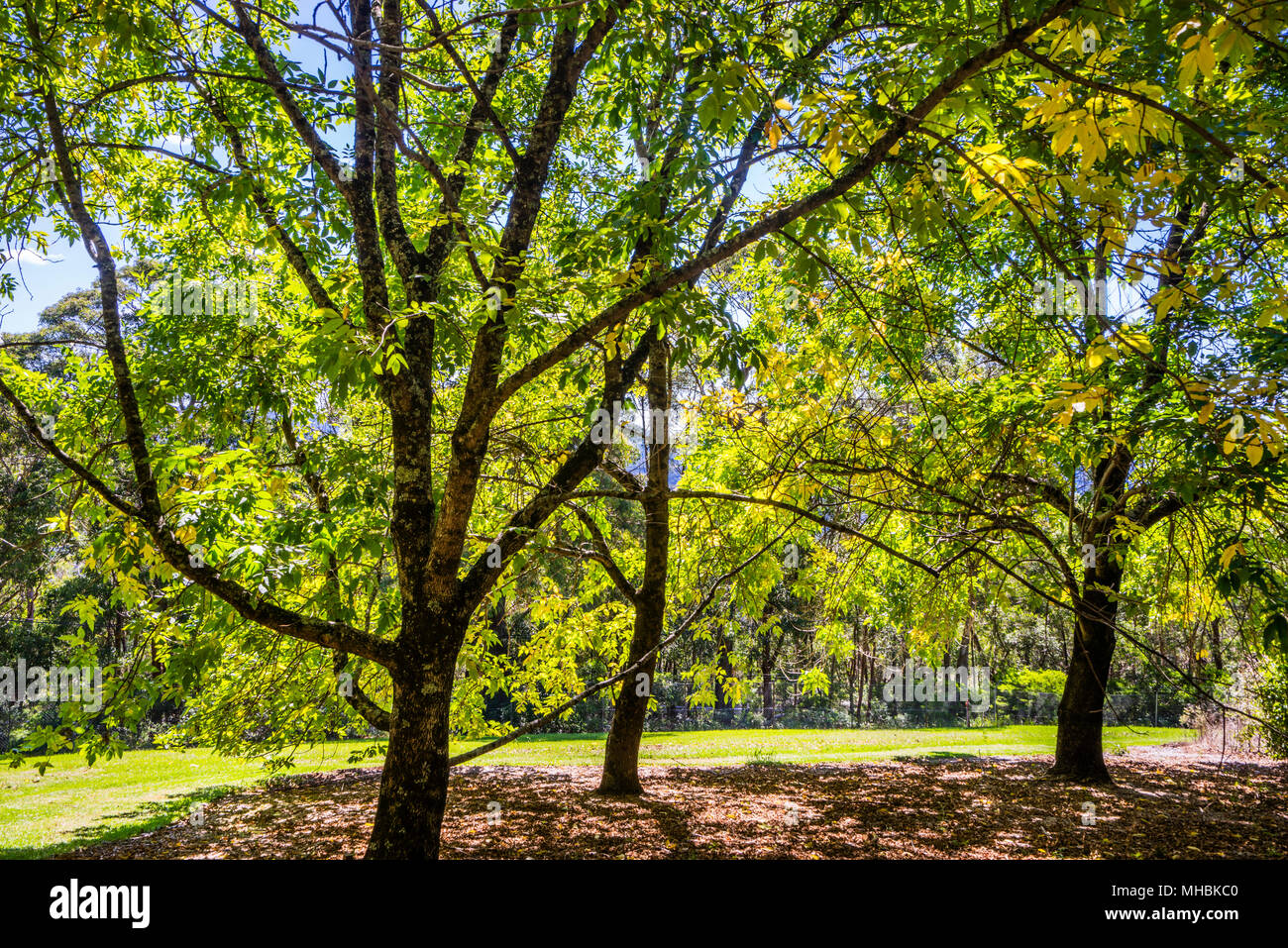 Woodlands at Blue Mountains Botanic Garden, Mount Tomah, the 128 hectare public garden, 1000 m above sea level specializes in cool-climate plants Stock Photo