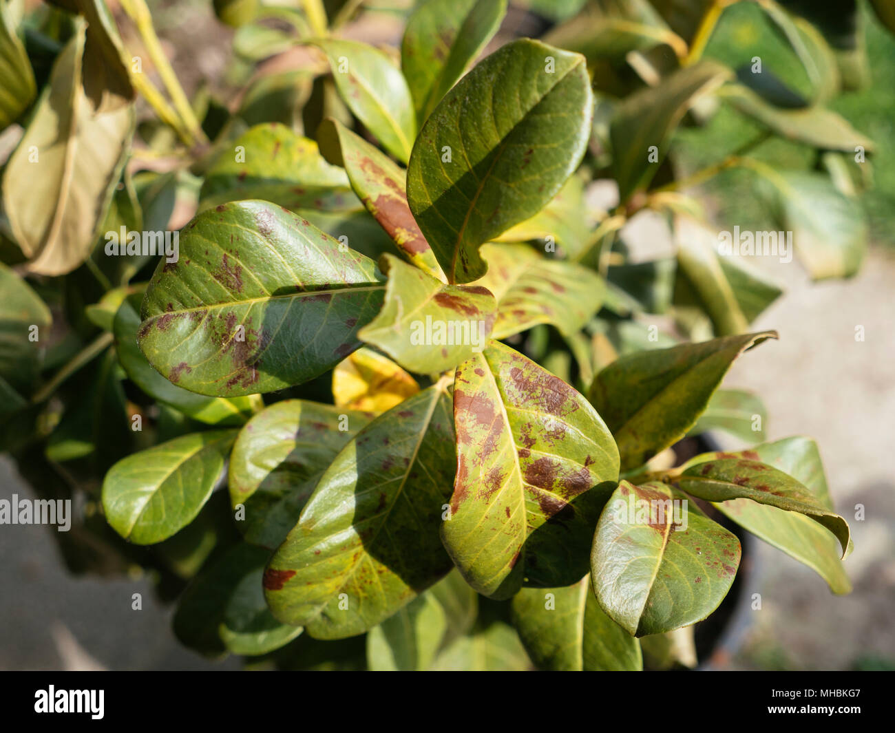 Frost damage on cherry laurel (Prunus laurocerasus) leaves Stock Photo