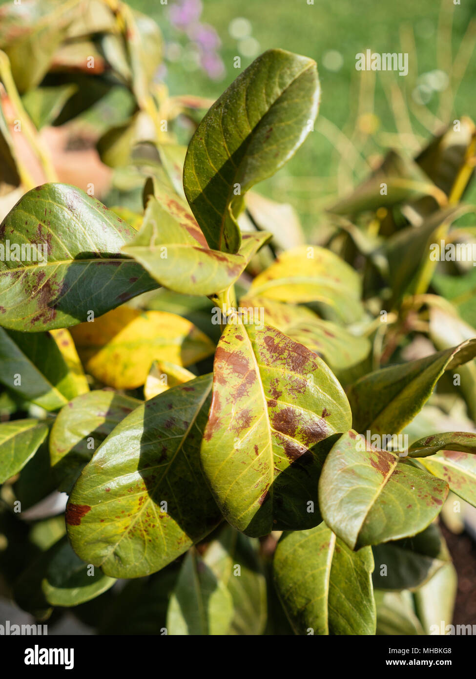Frost damage on cherry laurel (Prunus laurocerasus) leaves Stock Photo
