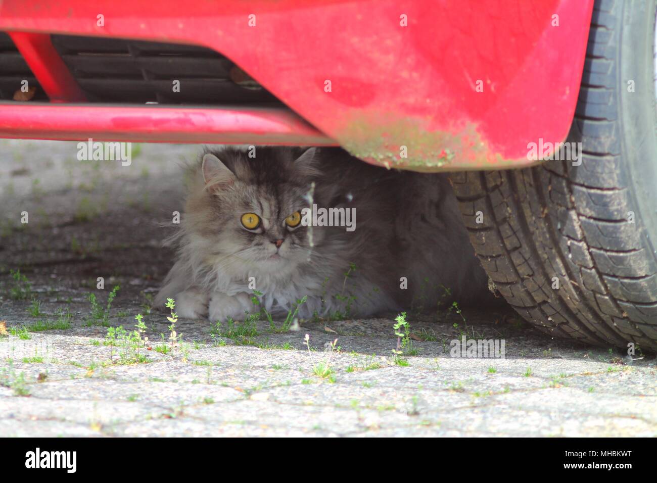 Fluffy grey cat with yellow eyes hidding under car. Stock Photo
