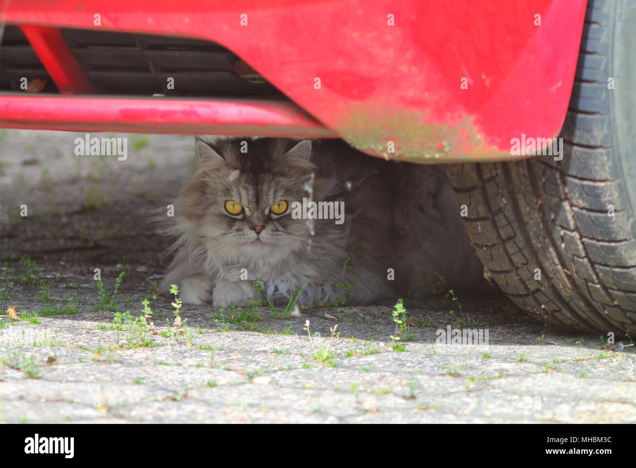 Fluffy grey cat with yellow eyes hidding under dirty red car. Stock Photo