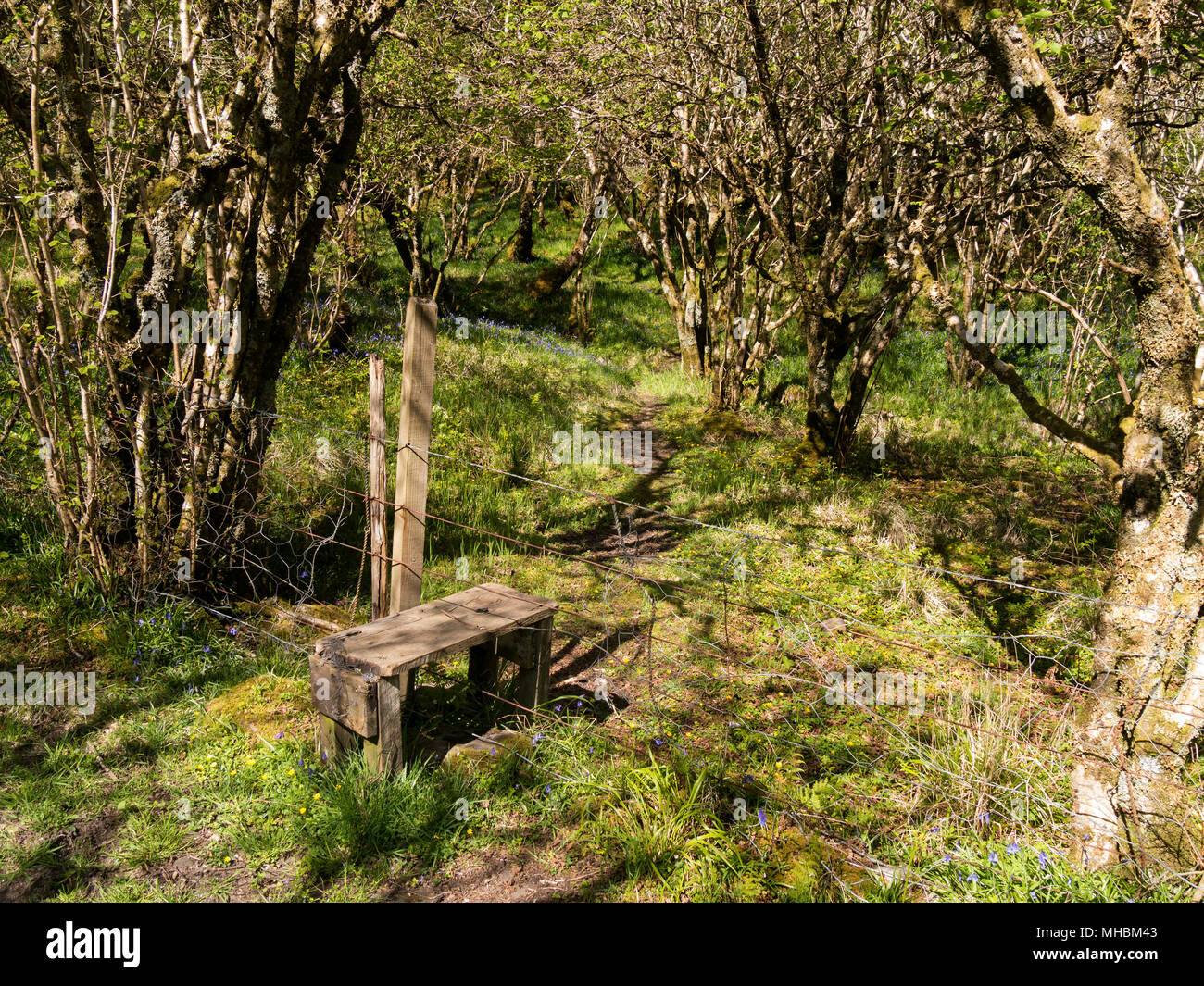 Old wire fence and wooden stile on path through green woodland, Glasnakille, Isle of Skye, Scotland, UK Stock Photo