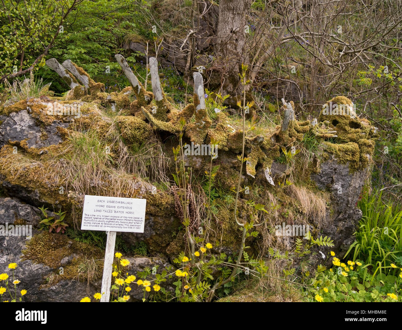 Spoof long-tailed water horse skeleton (actually a whale skeleton) on show in Ord on the Isle of Skye, Scotland, UK (See also image MHBM9E). Stock Photo