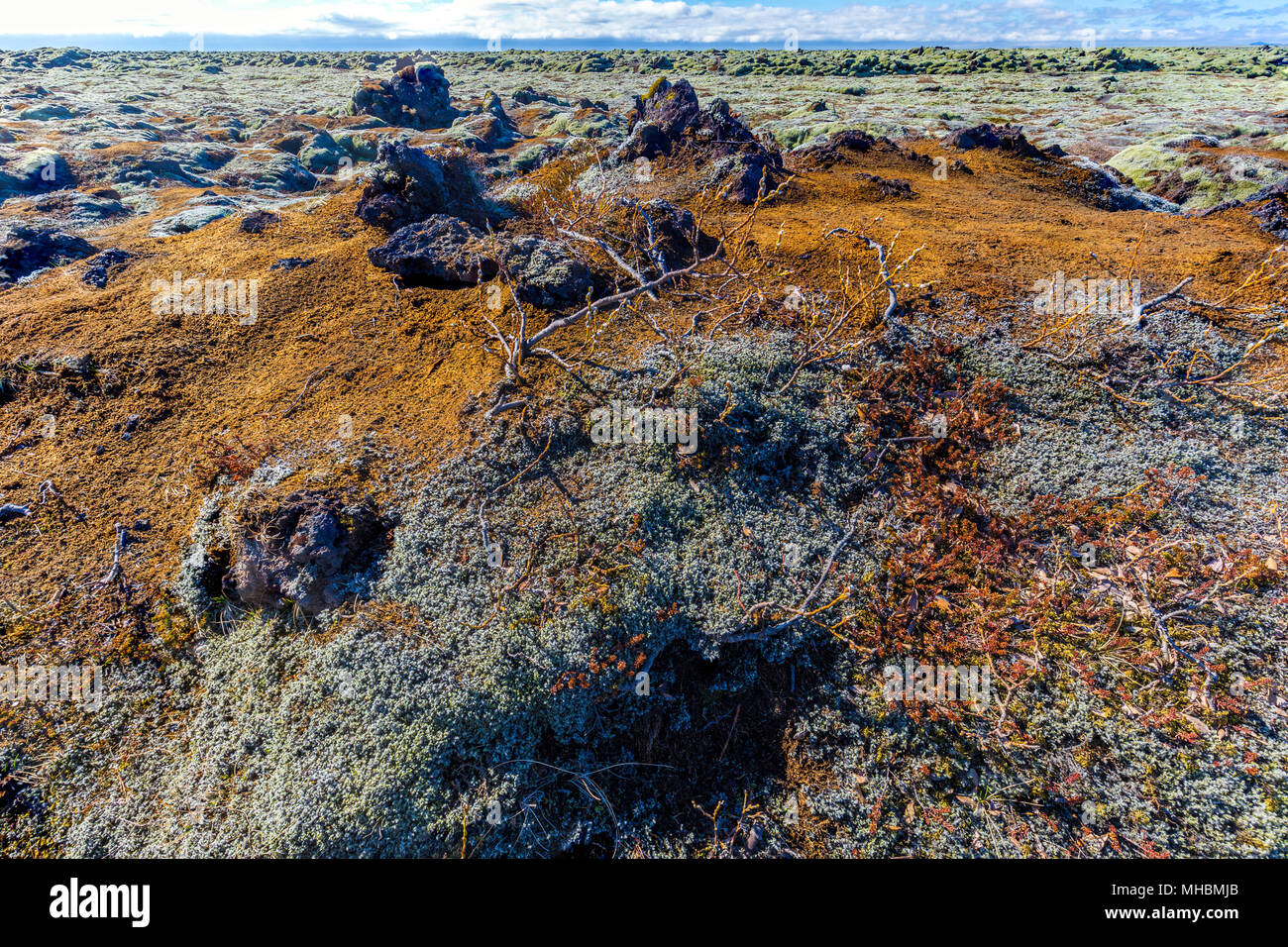 Mossy lava field near City of Vik, Iceland Stock Photo