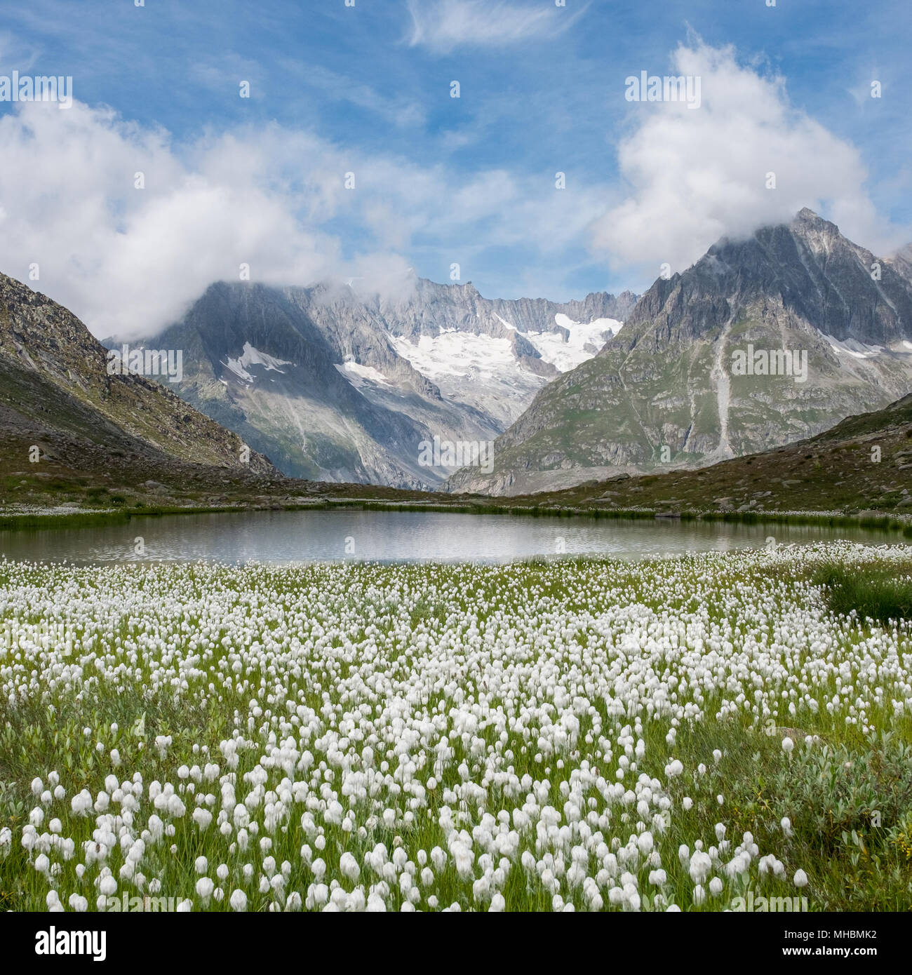 View on cotton grass and Swiss Alps near the famous Aletsch Glacier, near  Fiesch, Switzerland Stock Photo - Alamy