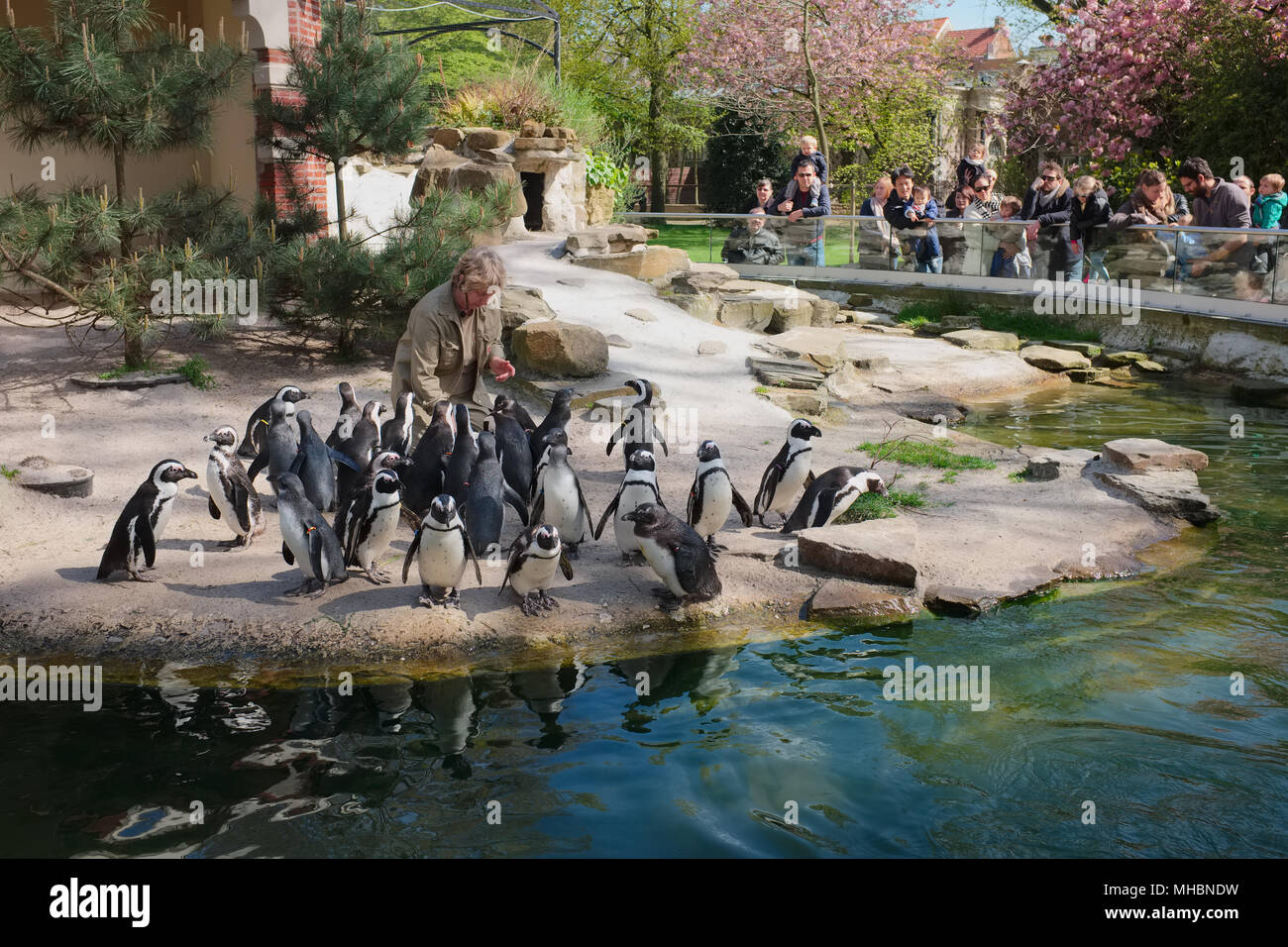 Zookeeper in the Antwerp zoo is feeding African Penguins (Spheniscus demersus) whilst spectators are watching Stock Photo