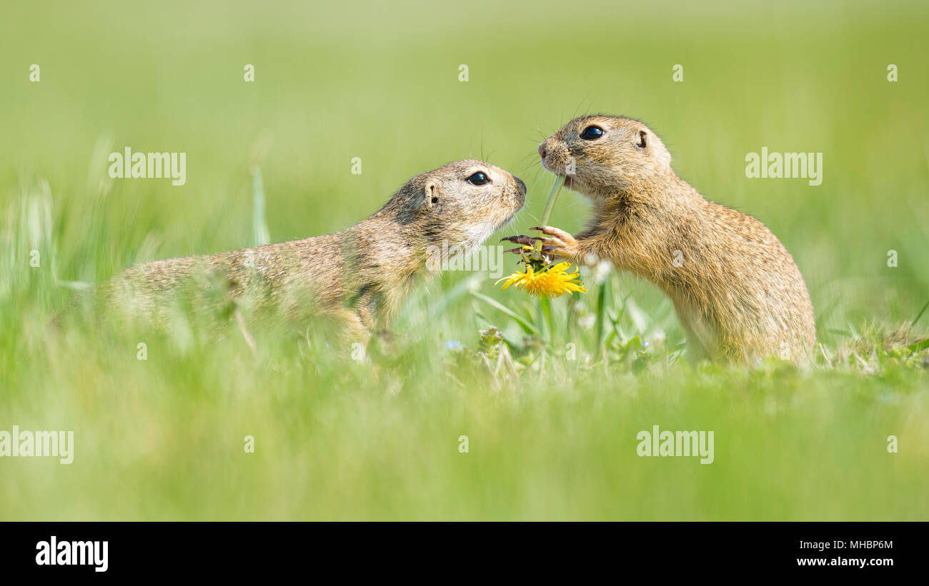 European ground squirrels (Spermophilus citellus) eat Dandelion (Taraxacum), National Park Lake Neusiedl, Seewinkel, Burgenland Stock Photo