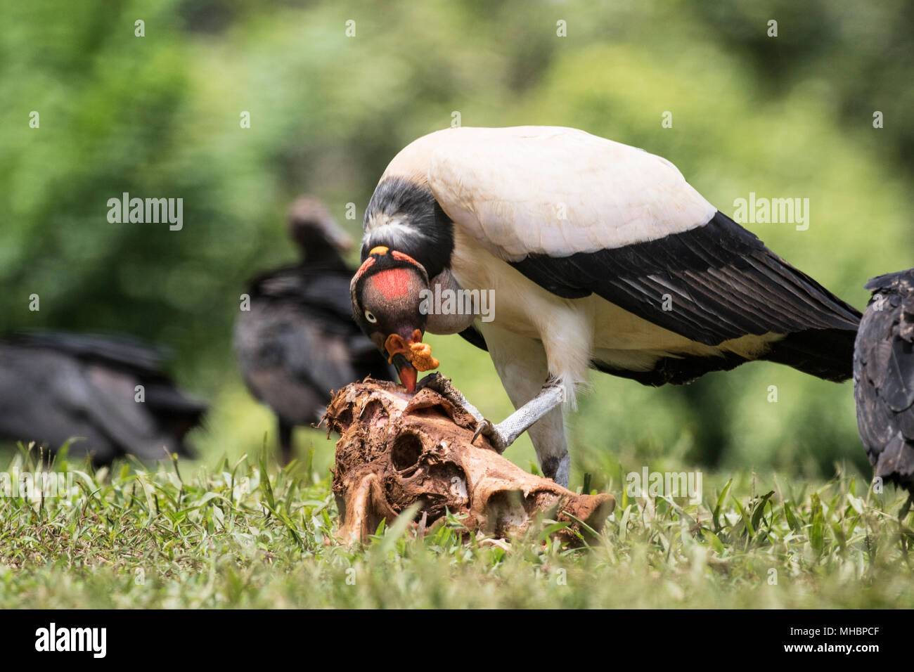 king vulture Sarcoramphus papa adult feeding on carcass, Laguna de Lagarto, Costa Rica Stock Photo