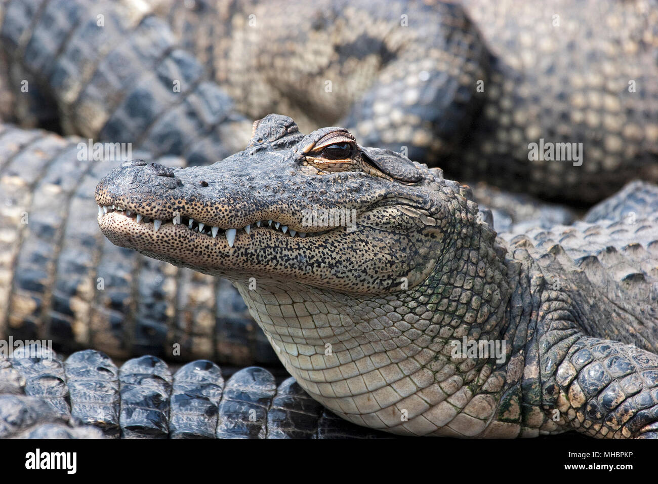 Alligator Mississippiensis High Resolution Stock Photography And Images ...