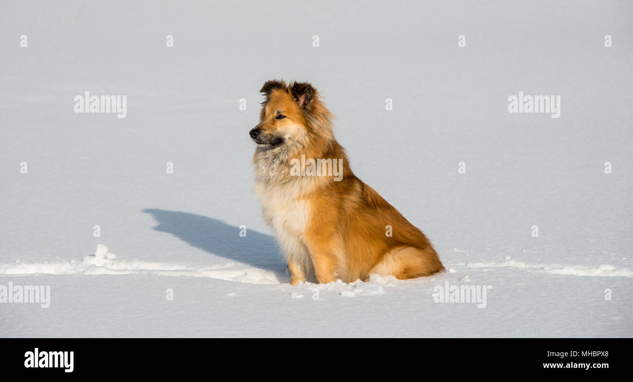 Islanddog (Canis lupus familiaris) sits in the snow, also Icelandic Spitz, Icelandic Shepherd, Iceland Stock Photo