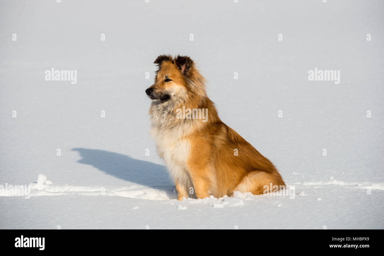 Islanddog (Canis lupus familiaris) sits in the snow, also Icelandic Spitz, Icelandic Shepherd, Iceland Stock Photo