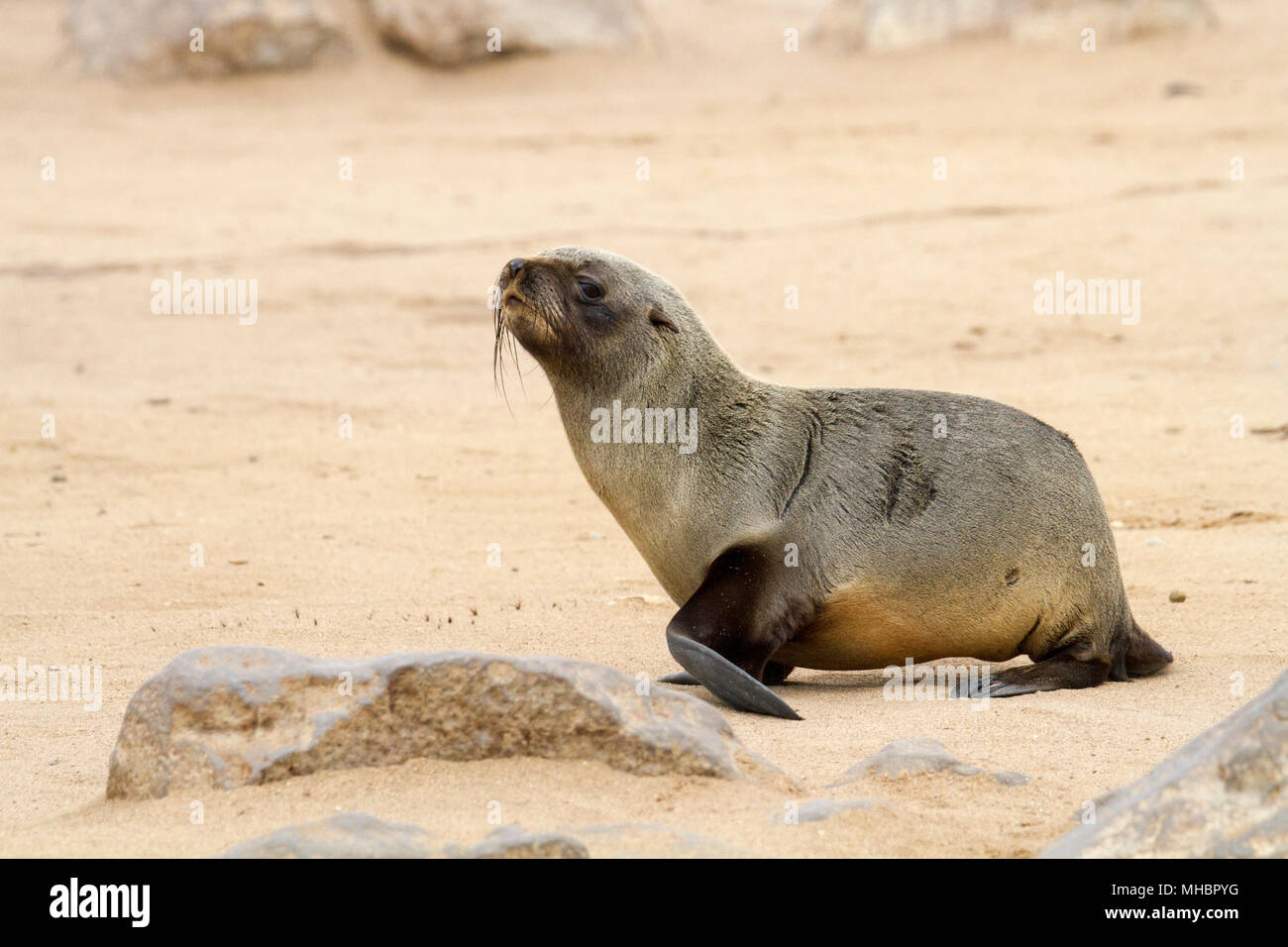 Cape fur seal (Arctocephalus pusillus), young, walking, Cape Cross Seal Reserve, Cape Cross, Namibia Stock Photo