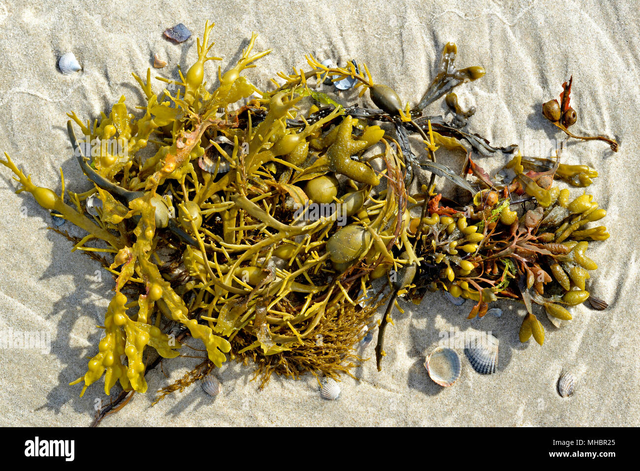 Rockweed (Ascophyllum nodosum) and bladder wrack (Fucus vesiculosus) at the sandy beach, Norderney, East Frisian Islands Stock Photo