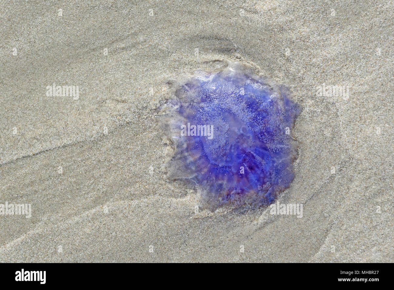 Blue jellyfish (Cyanea lamarckii) on the sandy beach, Norderney, East Frisian Islands, North Sea, Lower Saxony, Germany Stock Photo