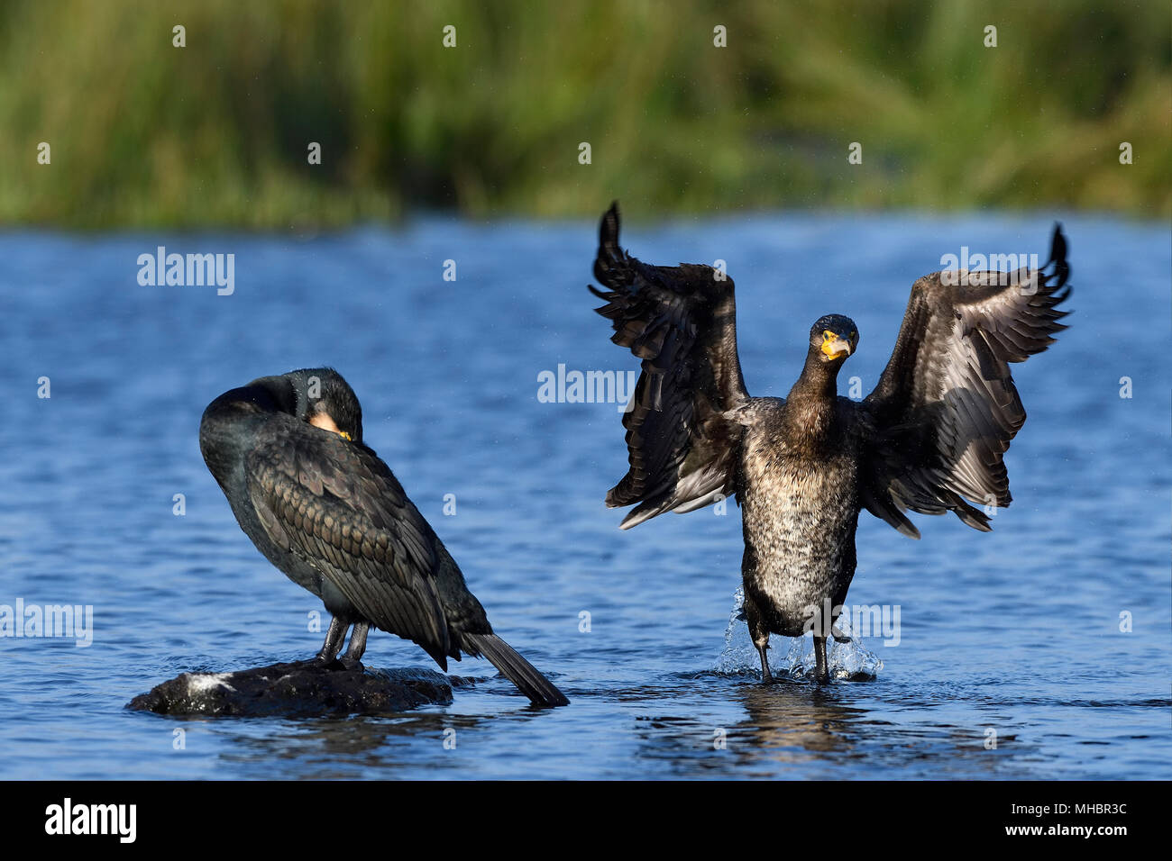 Two Great cormorants (Phalacrocorax carbo), standing in shallow water, one sleeping, one flapping his wings, Lower Rhine Stock Photo