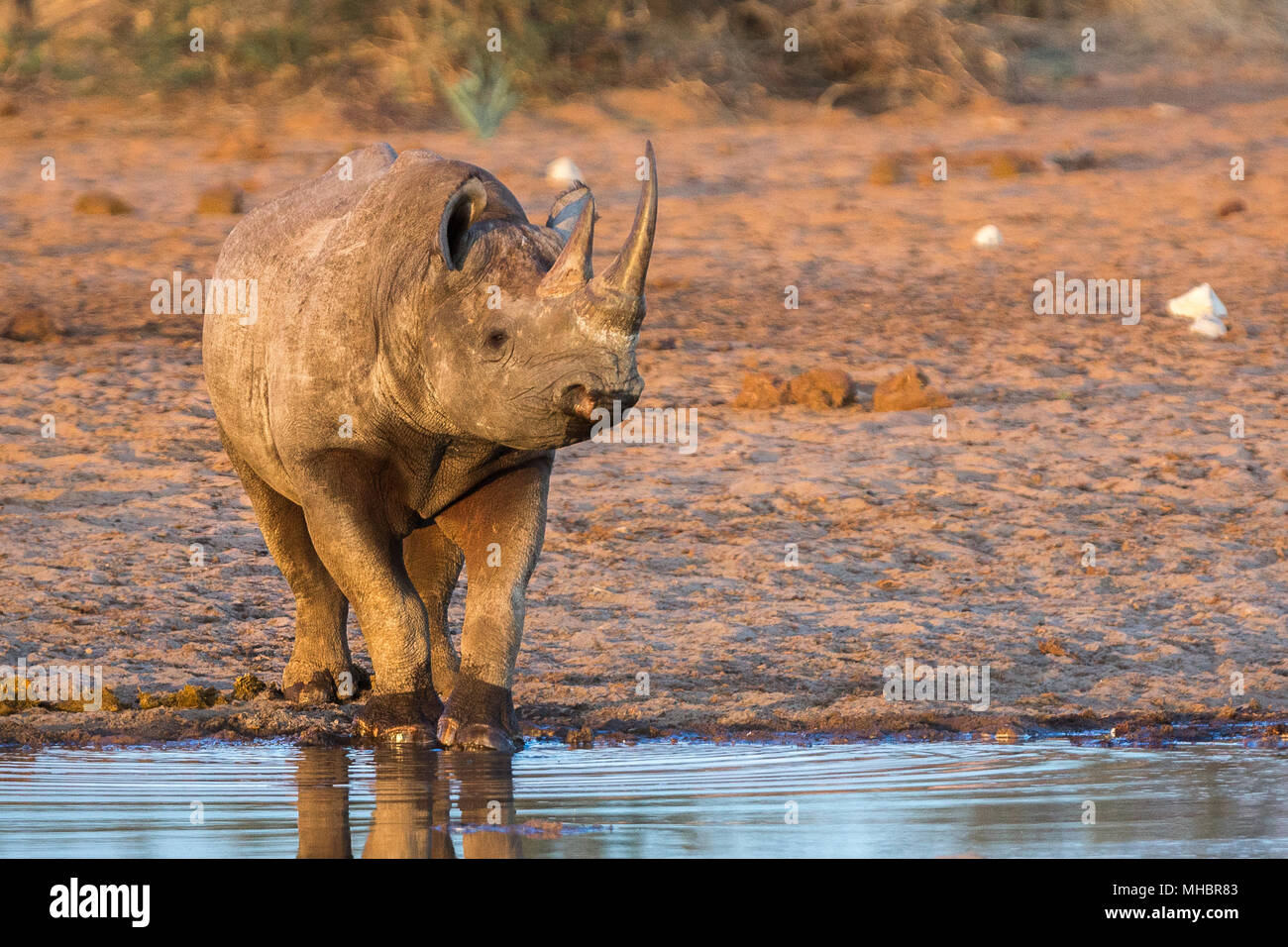 Black rhinoceros (Diceros bicornis) at Waterhole, Etosha National Park, Namibia Stock Photo