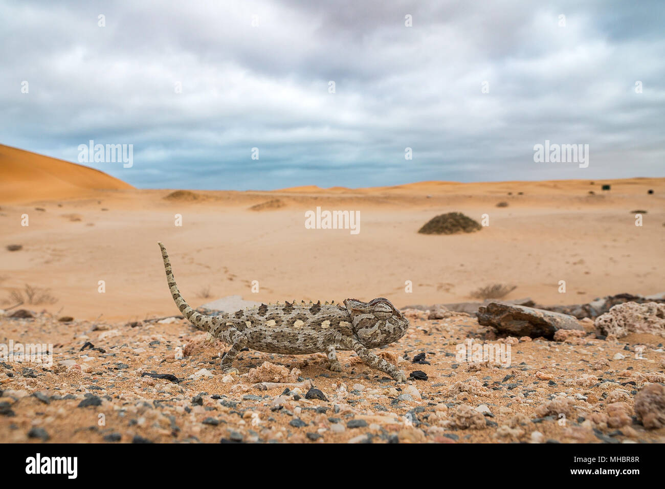 Namaqua chameleon (Chamaeleo namaquensis), running, in desert, Namib-Naukluft Park, Namibia Stock Photo