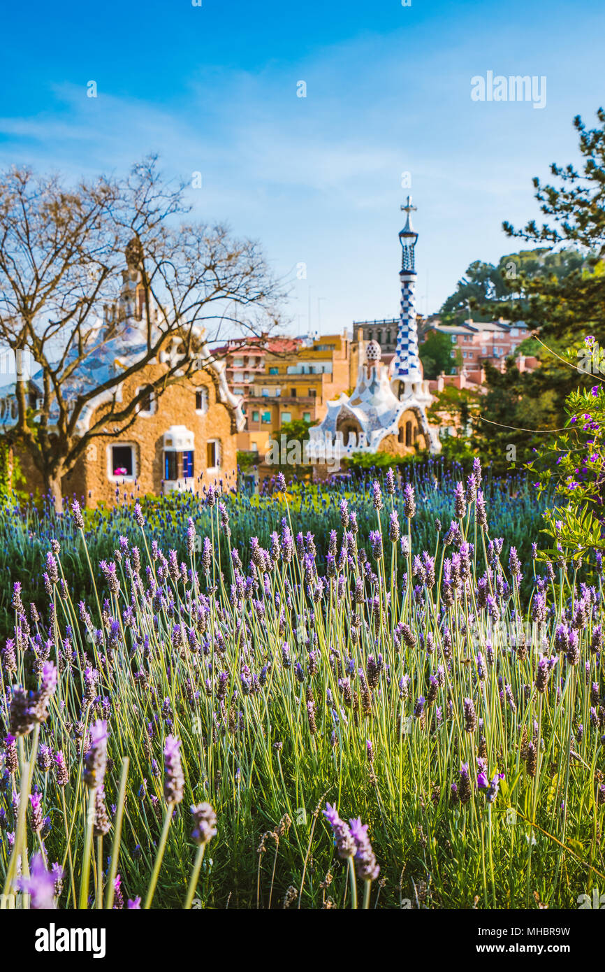 Colorful mosaic building in Park Guell. Violet lavender flower in foreground. Evening warm Sun light, Barcelona, Spain. Stock Photo