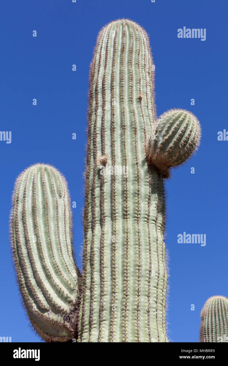 Saguaro Cactus in Arizona Stock Photo