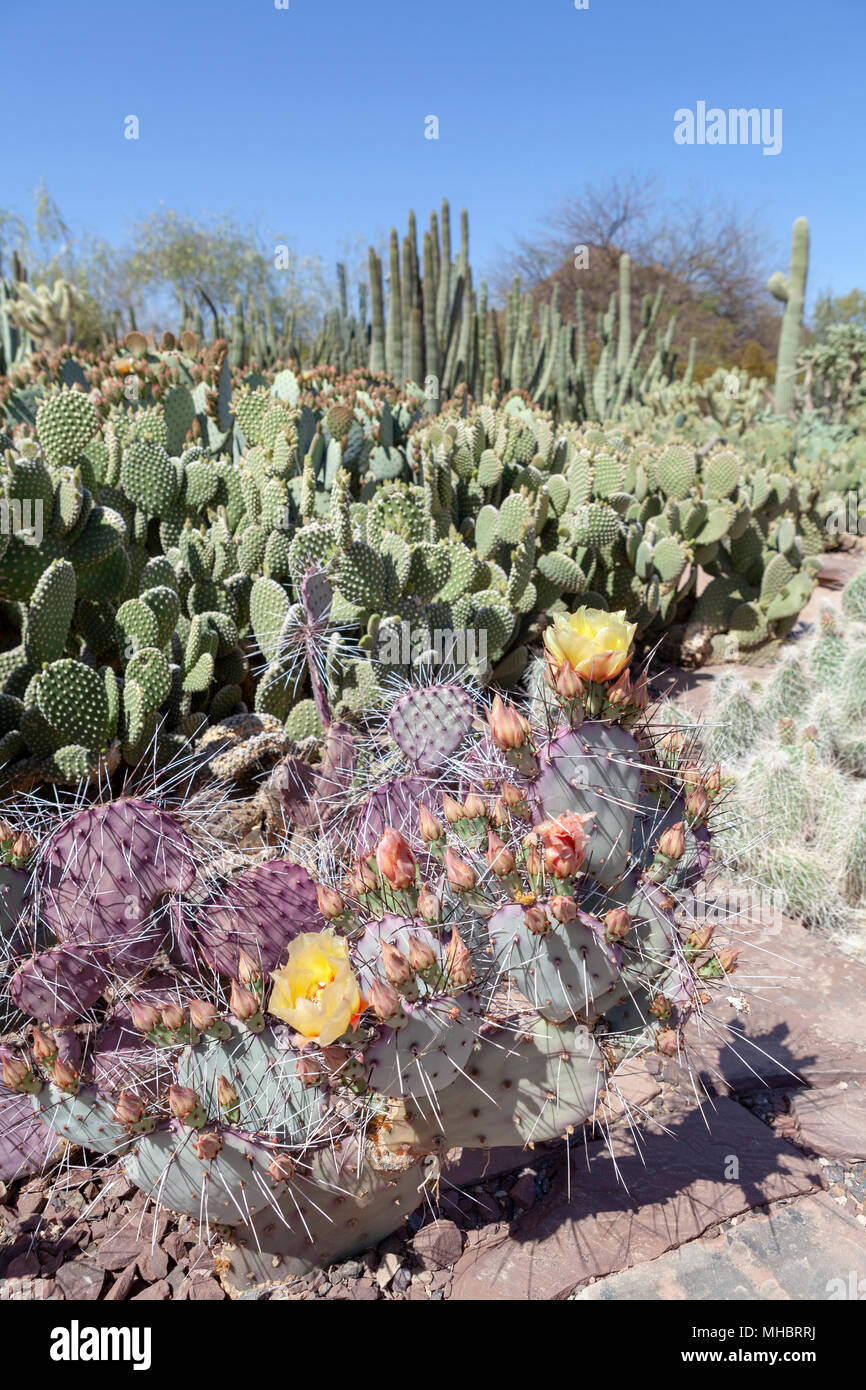 Opuntia Phaeacantha Stock Photo