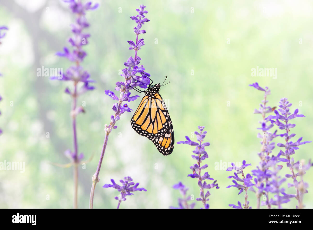 Monarch butterfly Danaus Plexippus resting on a stalk of Salvia - side ...