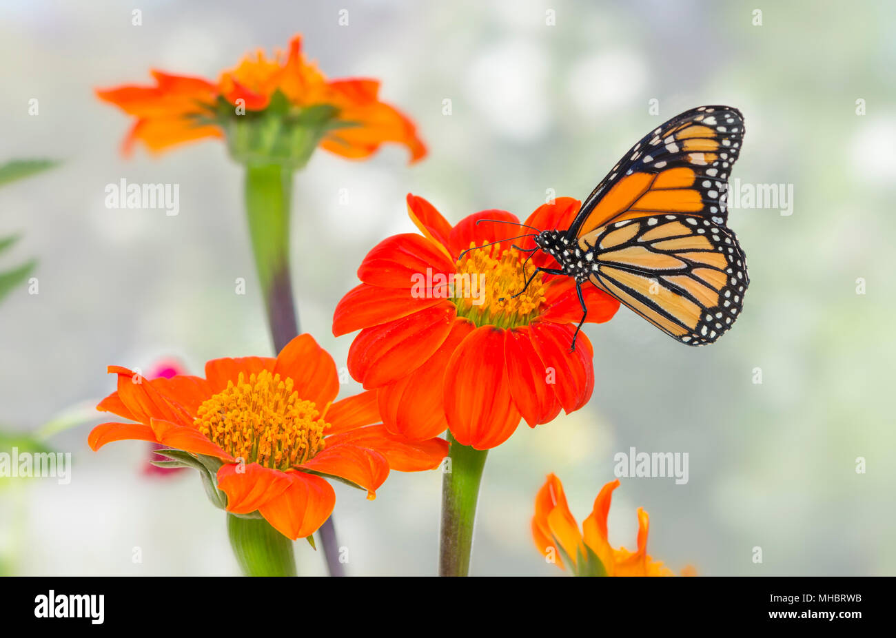 Monarch butterfly Danaus Plexippus feeding amongst Tithonia flowers ...