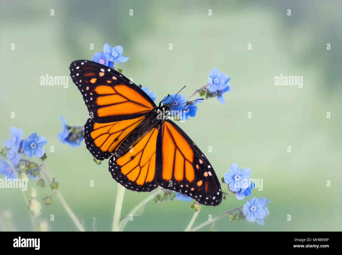 Monarch butterfly Danaus Plexippus with wings spread, feeding on Forget ...