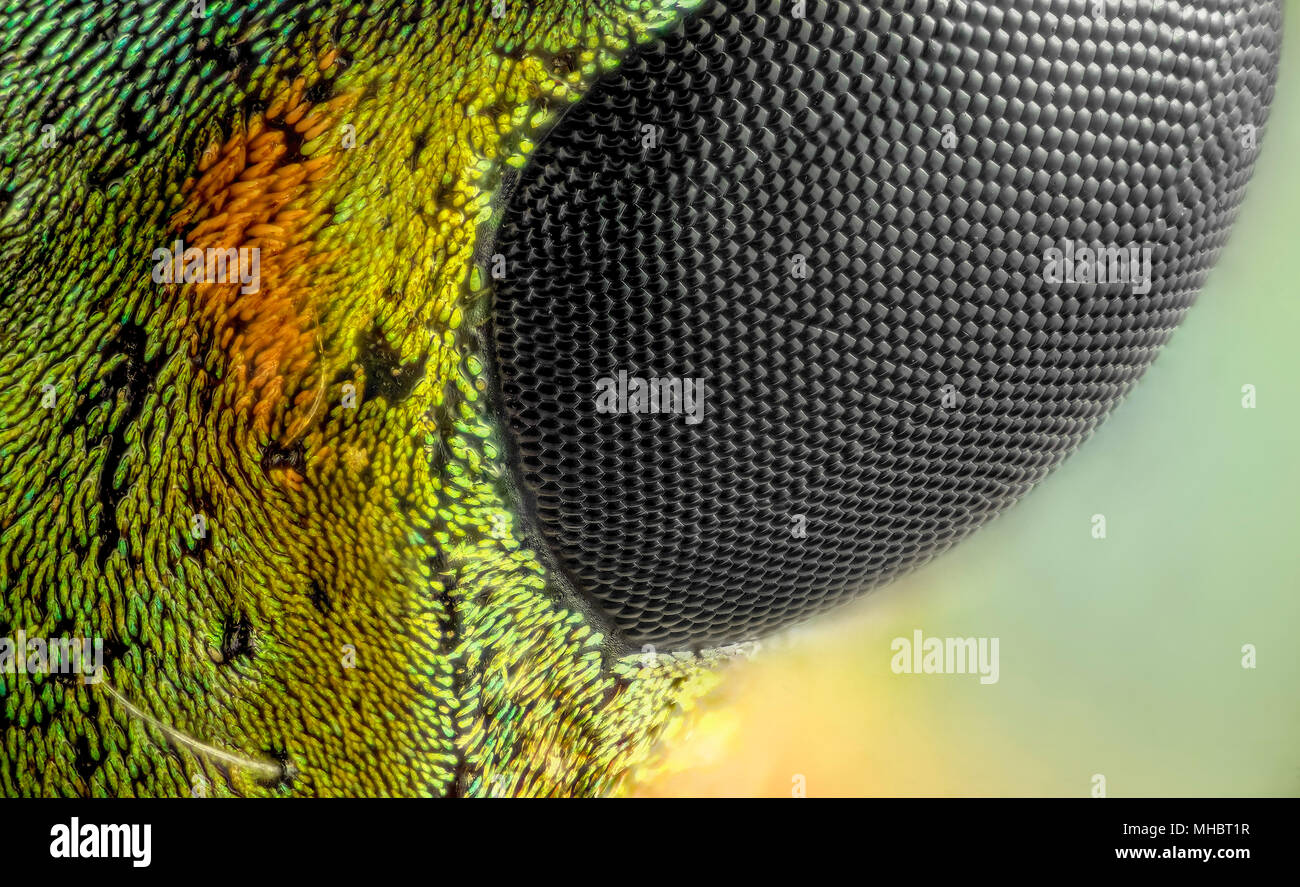 Cerambicidae compound eye Stock Photo