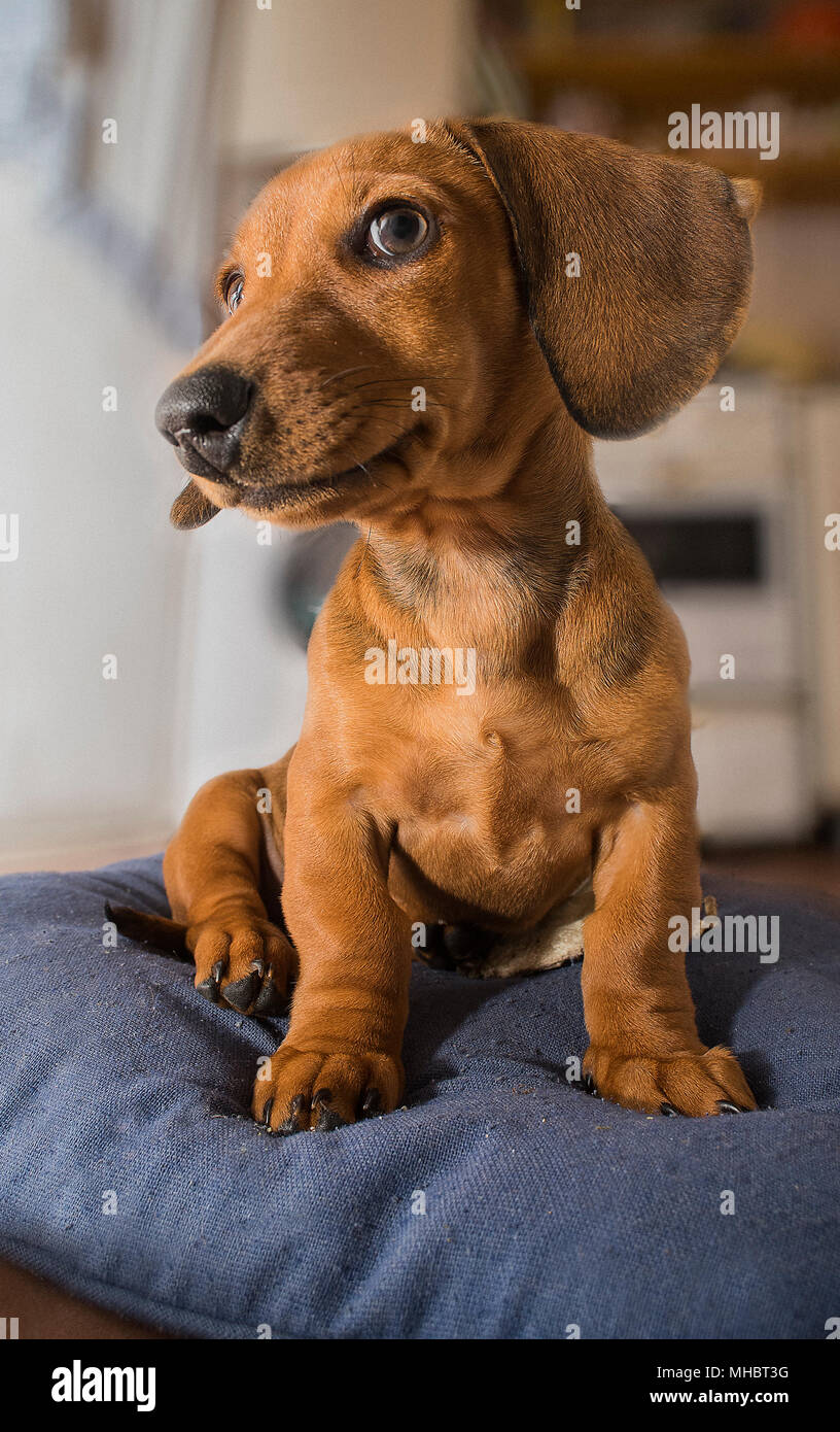Perro salchicha hi-res stock photography and images - Alamy