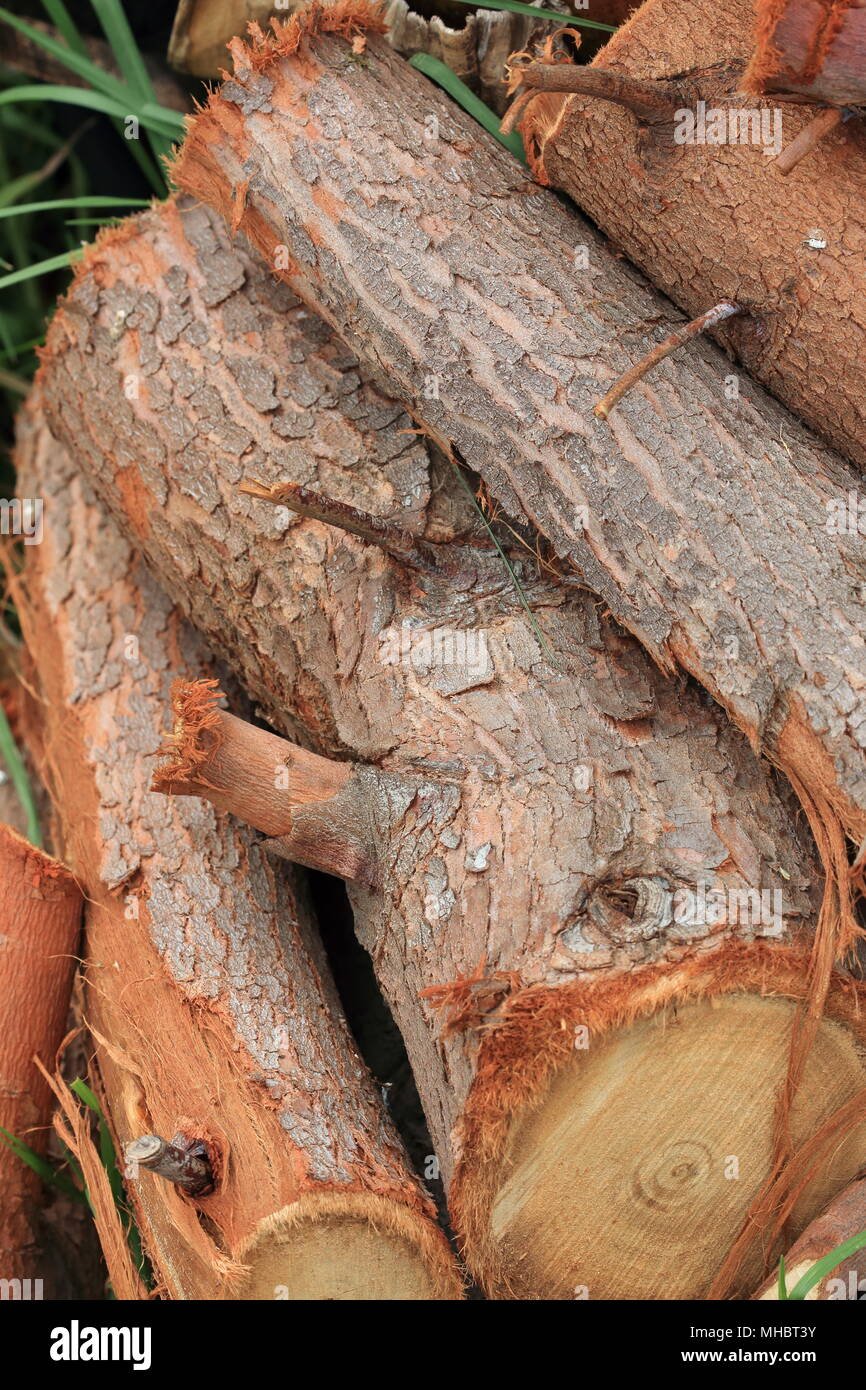 Freshly cut Young Eucalyptus Eucalyptus Gunnii tree or known as  Cider Gum Eucalyptus tree logs Stock Photo