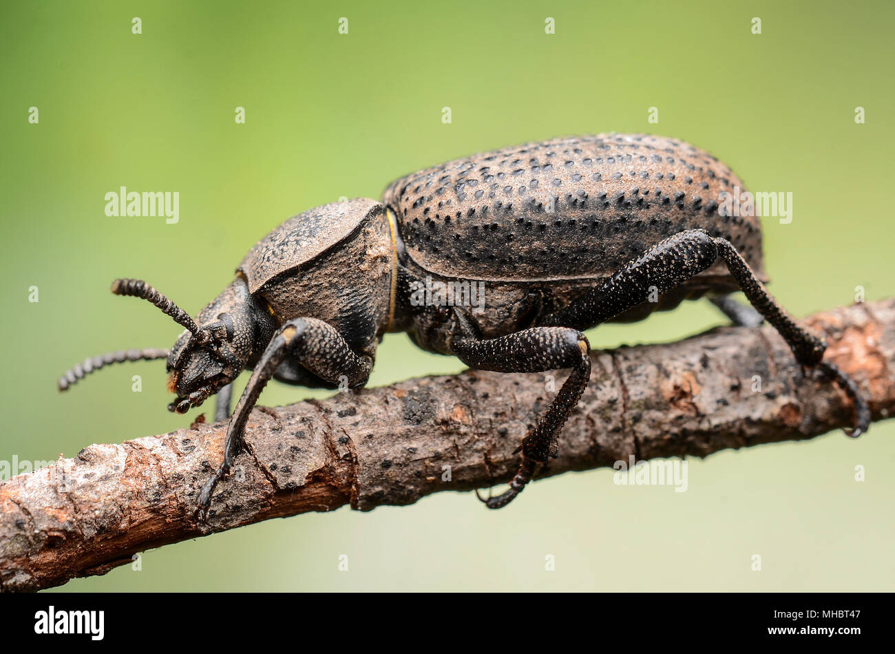 Scotobius Miliaris Stock Photo