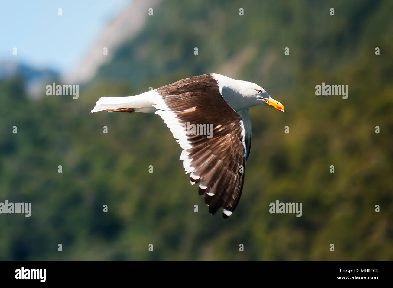 Seagul Stock Photo