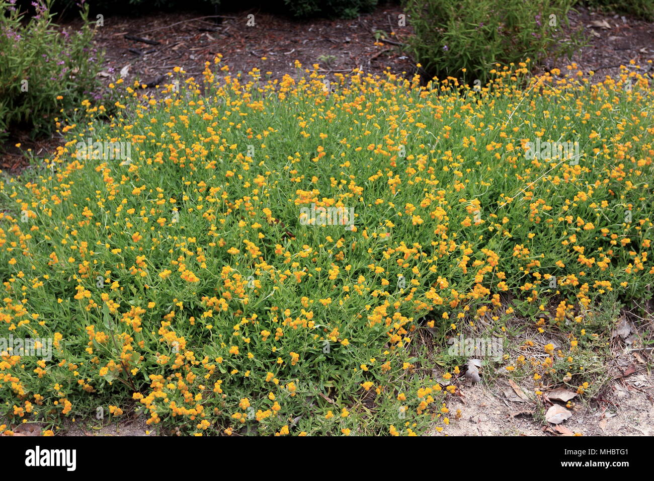 Chrysocephalum apiculatum or known as Common Everlasting and Yellow Buttons Stock Photo