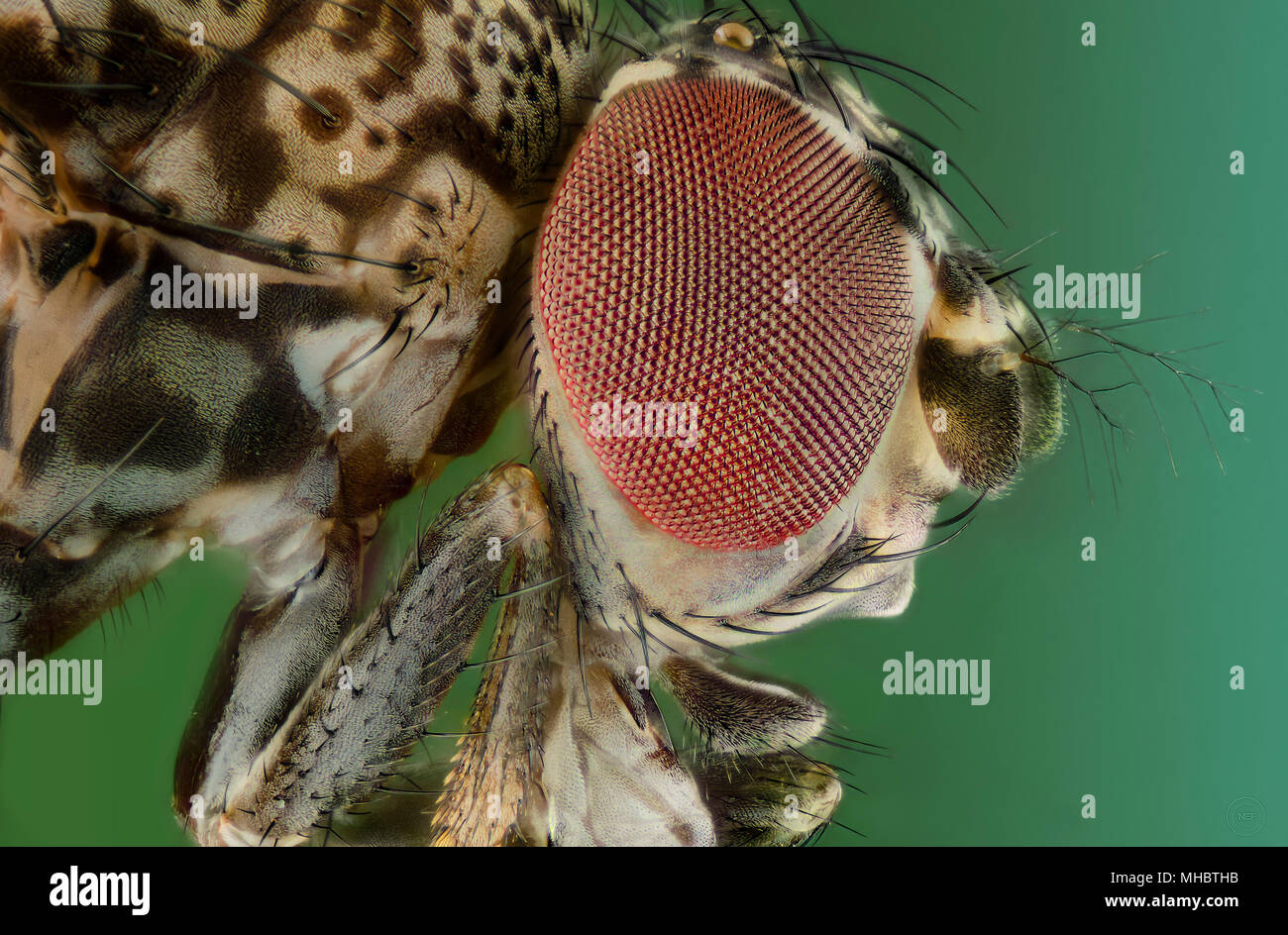 Fruit fly - drosophila melanogaster Stock Photo