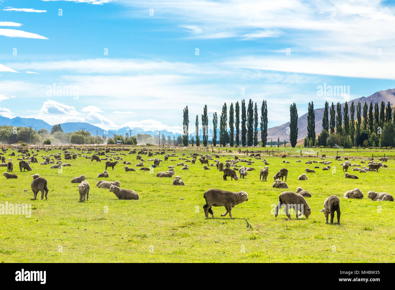 Otago famous sheep hires stock photography and images Alamy