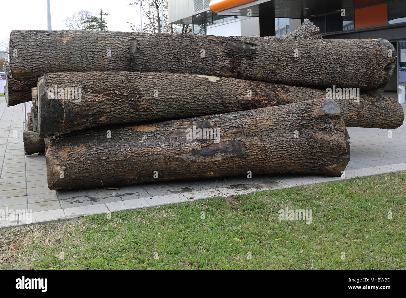 Big Pile of Log Wood Timber Material Stock Photo - Alamy