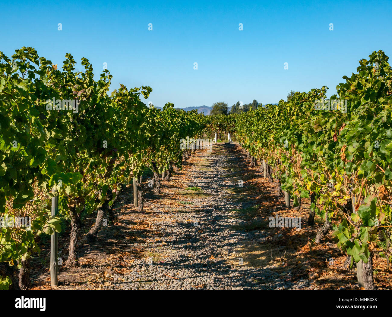 Rows of grape vines hi-res stock photography and images - Alamy