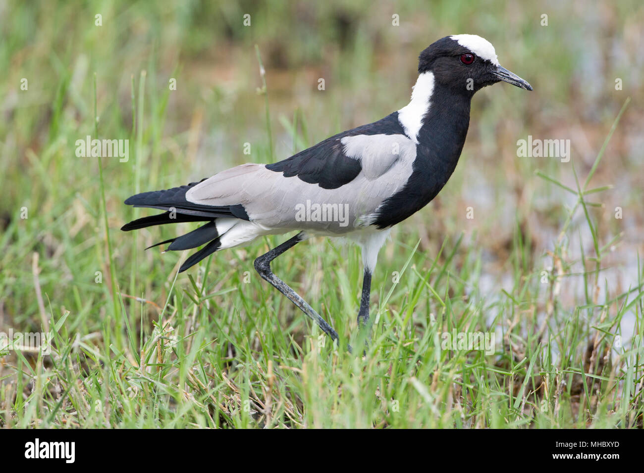 Blacksmith Lapwing or Plover (Vanellus armatus). Okavango, Botswana. East and central Africa. Stock Photo