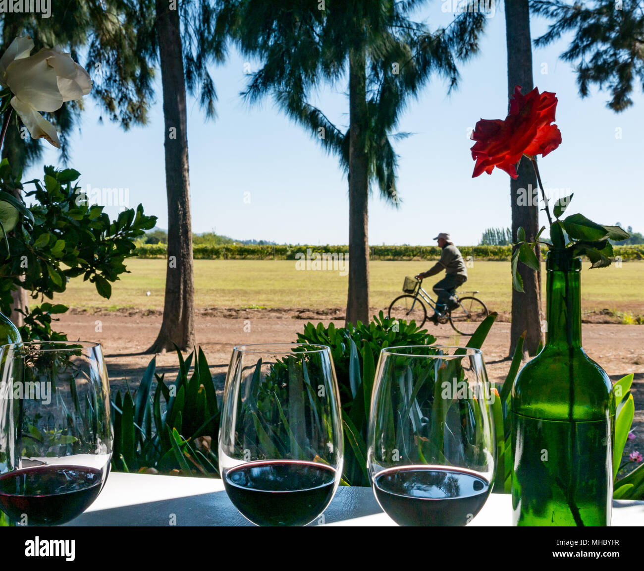 Wine tasting glasses, outside porch, at Laura Hartwig winery, Santa Cruz wine region, Colchagua Valley, Chile, with employee cycling past Stock Photo