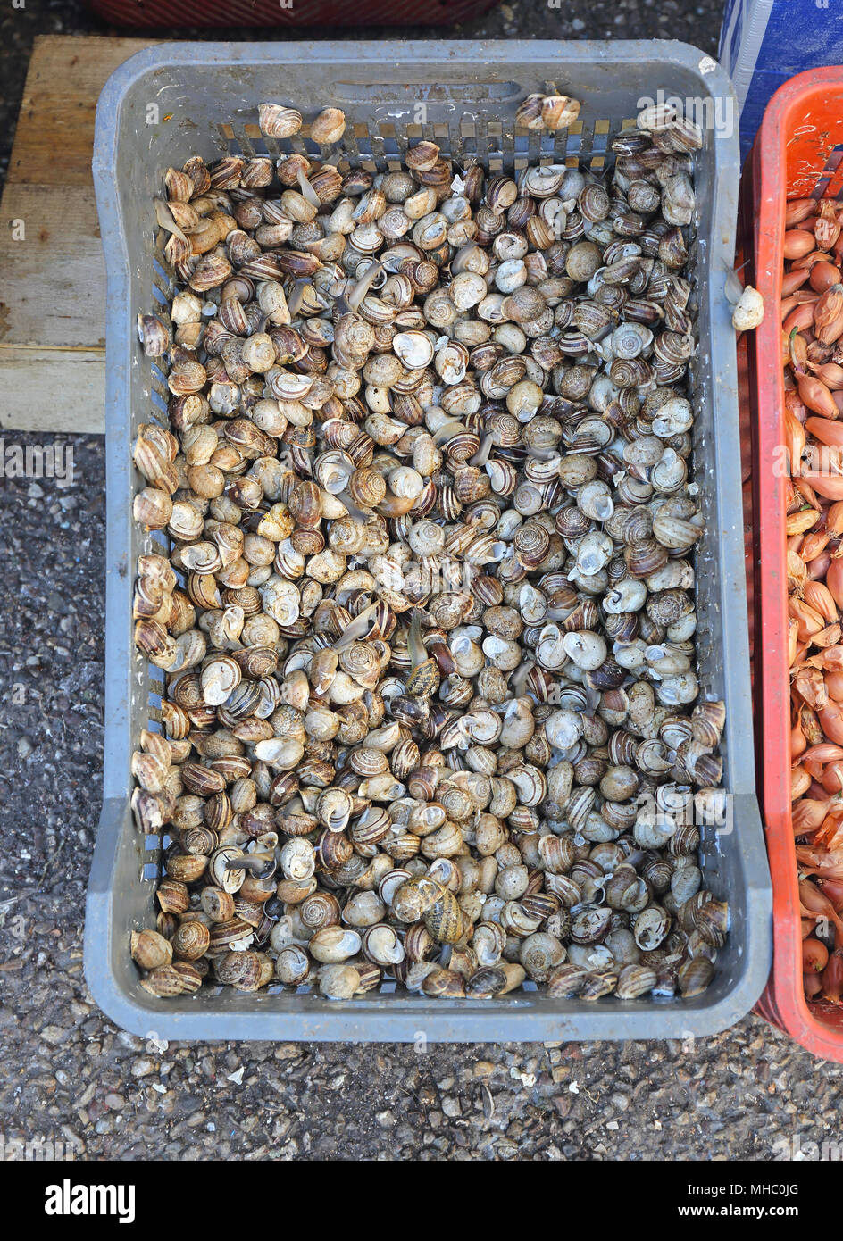 Small Alive Edible snails in crate French Cuisine Delicacy Stock Photo
